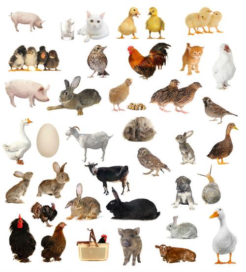 35种家庭常见家畜家禽高清图片