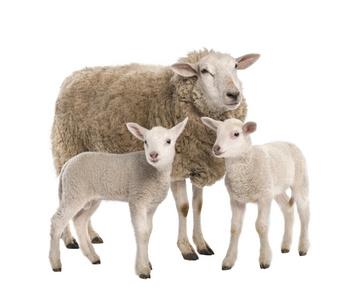 牲畜母羊图片