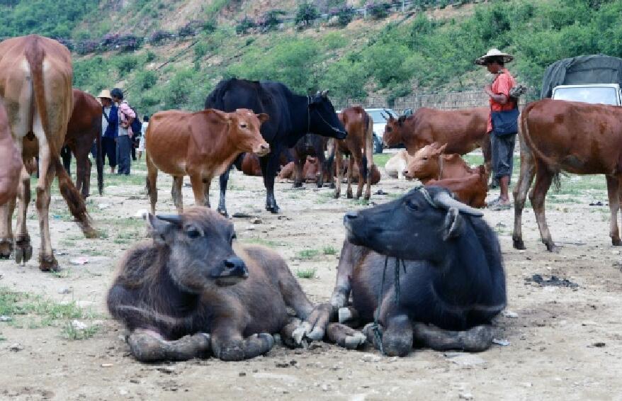 云南乡村牲畜市场牛群云集 各色牛种站立常用于耕地