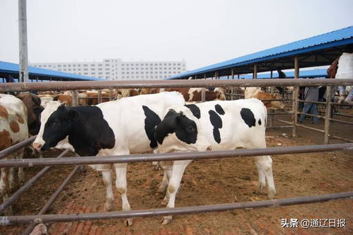 成峰牲畜交易市场 发展牛产业 让贫困户过上 牛 日子